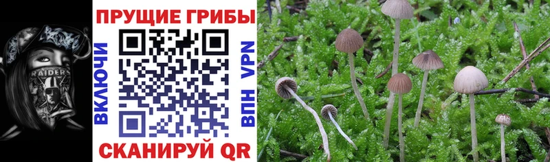 Псилоцибиновые грибы MAGIC MUSHROOMS Андреаполь